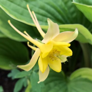 Aquilegia