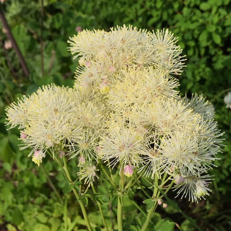 Plant image Thalictrum aquilegiifolium 'Album'