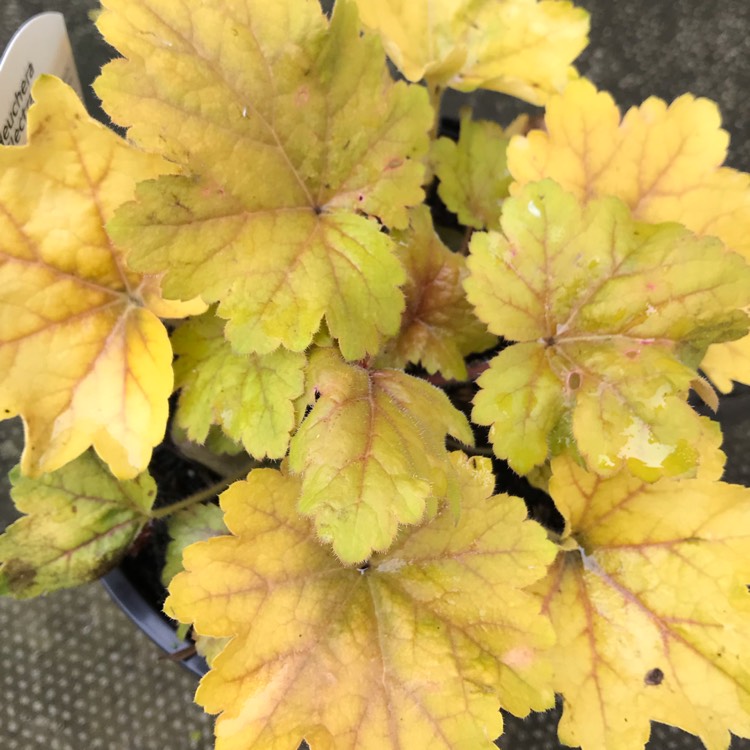 Plant image Heuchera 'Electra'