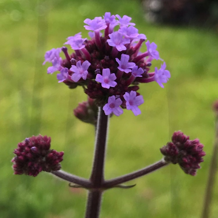plant image 1087214 plant image 1087214