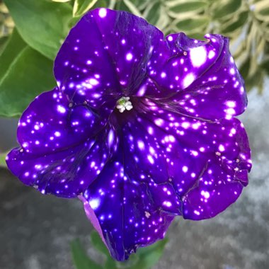 Petunia 'Kleph15313' syn. Petunia 'Night Sky', Petunia 'Headliner Night Sky'