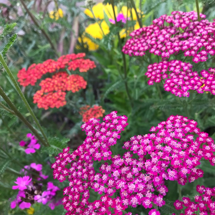 Plant image Achillea Millefolium 'Cerise Queen' syn. Achillea Millefolium 'Cherry Queen'
