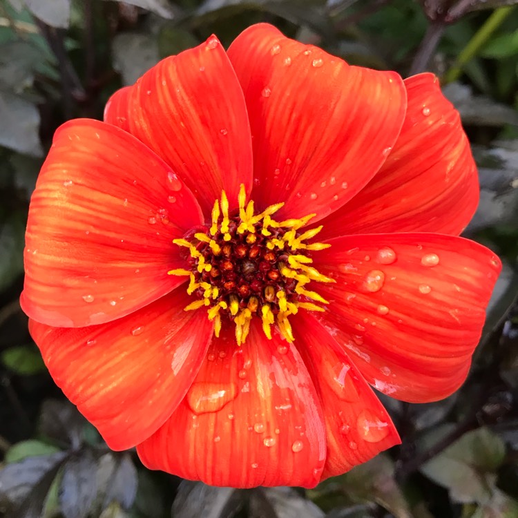 Plant image Dahlia 'Bishop of Oxford'