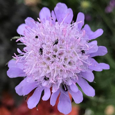 Knautia arvensis