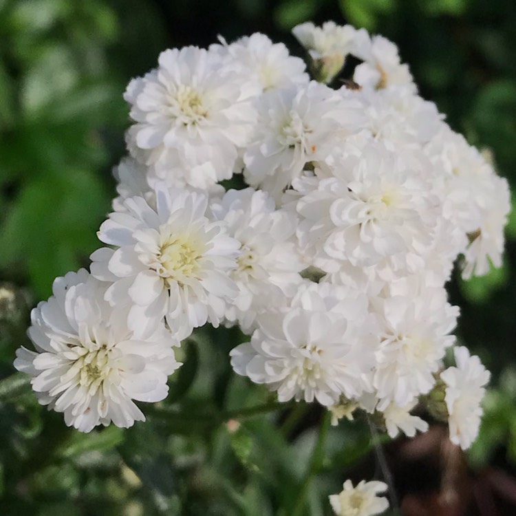 Plant image Achillea ptarmica 'The Pearl'