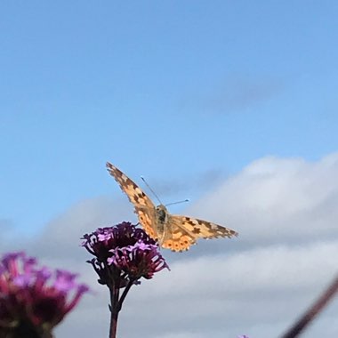 Verbena bonariensis