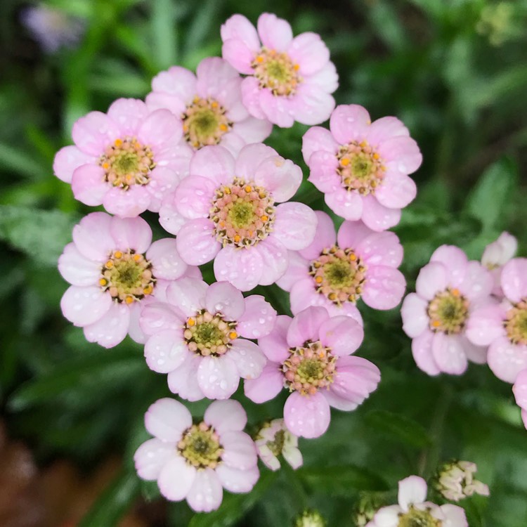 Plant image Achillea sibirica subsp. camschatica 'Love Parade'