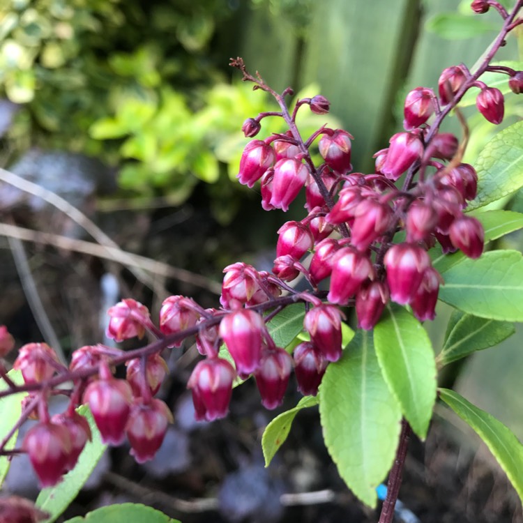 Plant image Pieris japonica 'Passion'