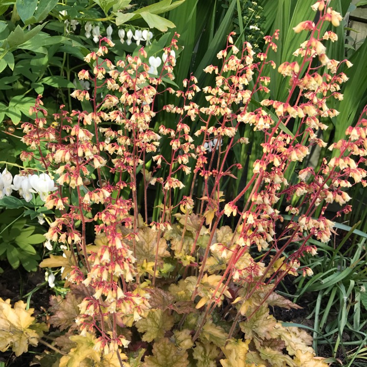plant image 410570
