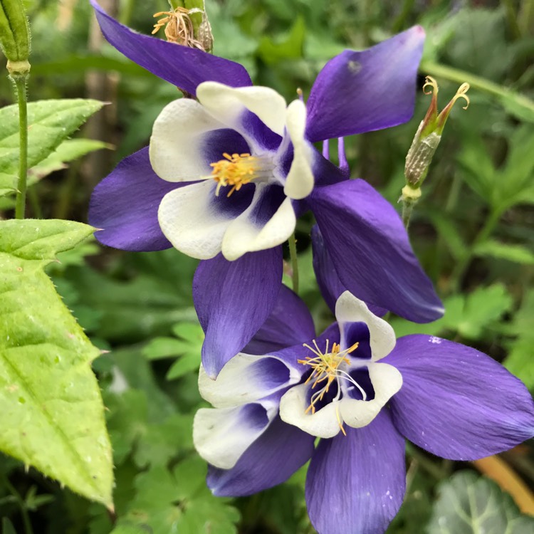 Plant image Aquilegia