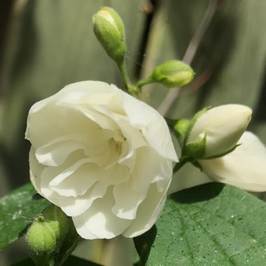 Philadelphus