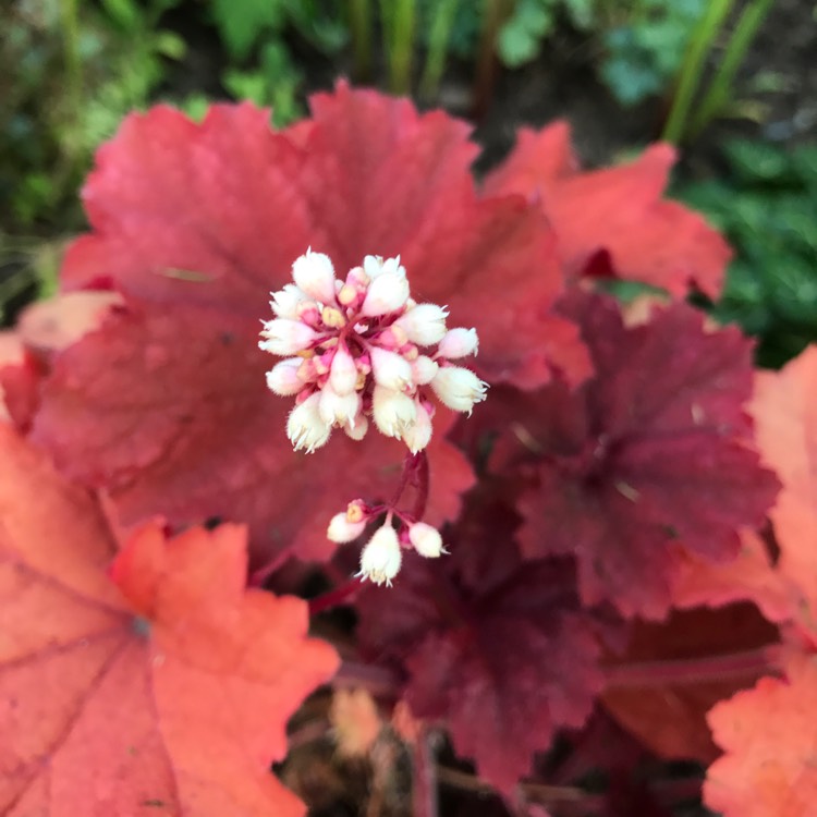 Plant image Heuchera 'Peach Flambe'