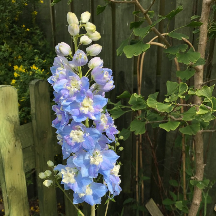 Plant image Delphinium 'Excalibur Light Blue'