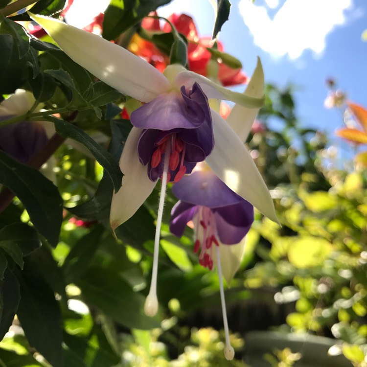Plant image Fuchsia 'Star Wars'
