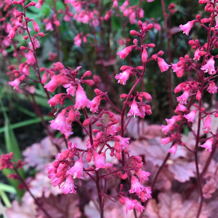 Plant image Heuchera