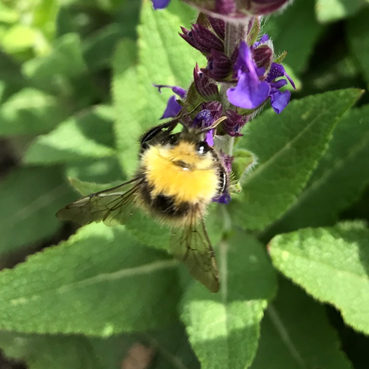 Plant image Salvia
