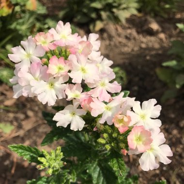 Verbena