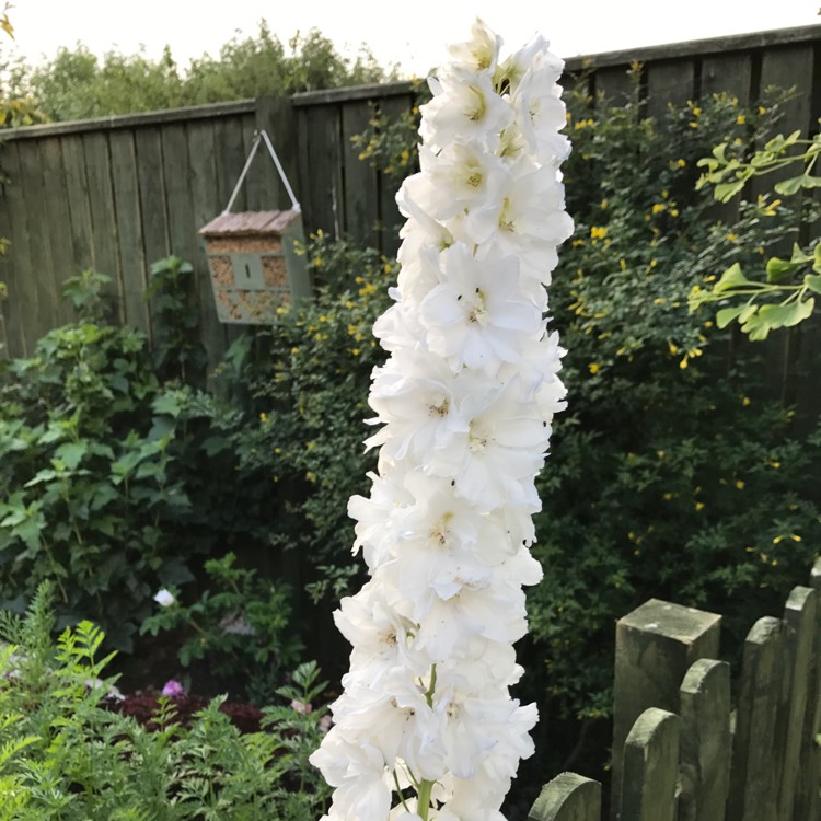 plant image 461394