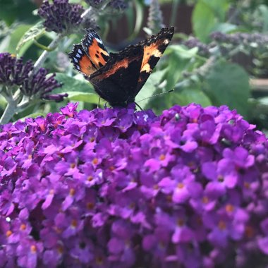 Buddleja davidii 'Tobudviole' (Buzz Series) syn. Buddleja davidii 'Buzz Violet', Buddleja davidii 'Buzz Lavender'