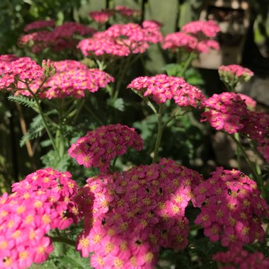 Achillea