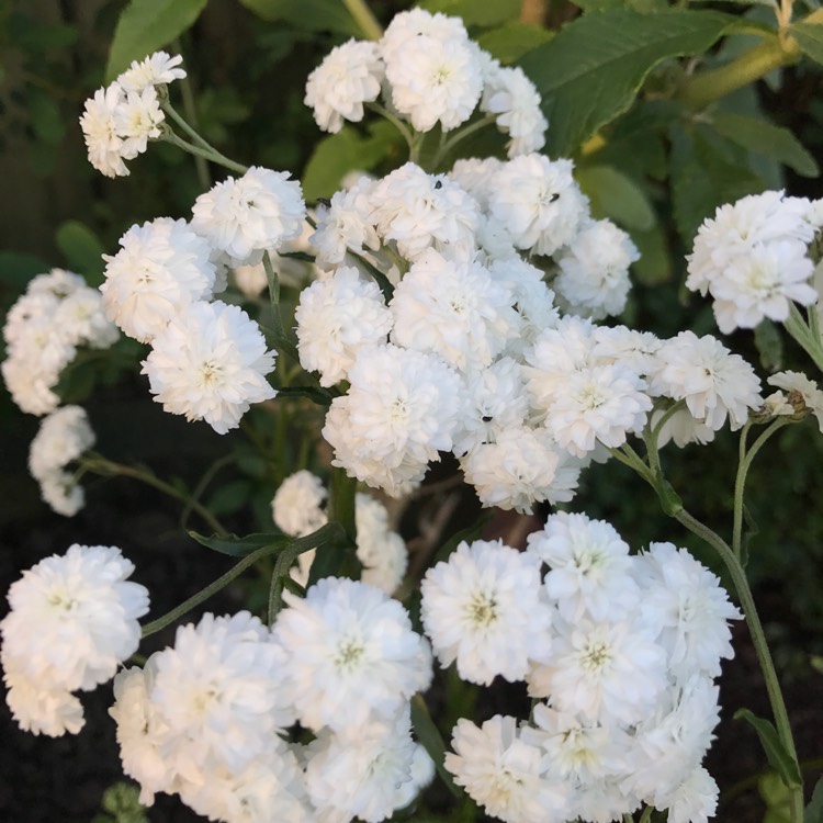 plant image 491328