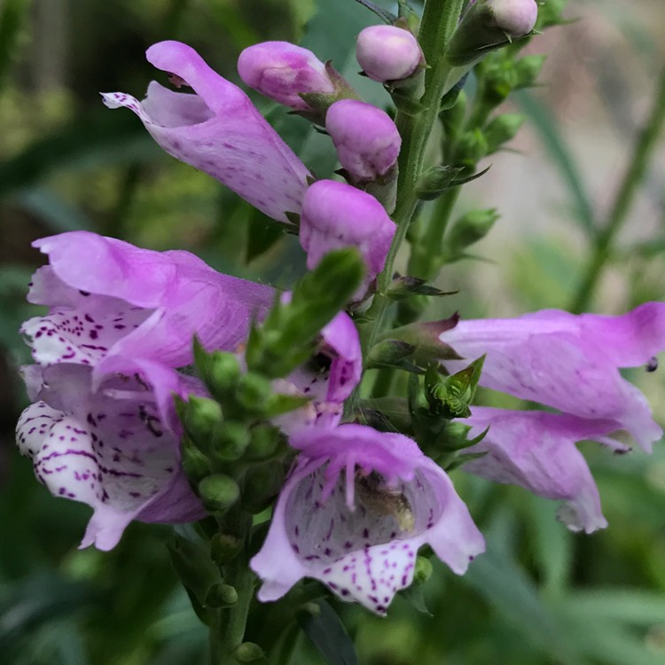 Plant image Physostegia virginiana 'Rosea'