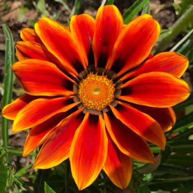Gazania