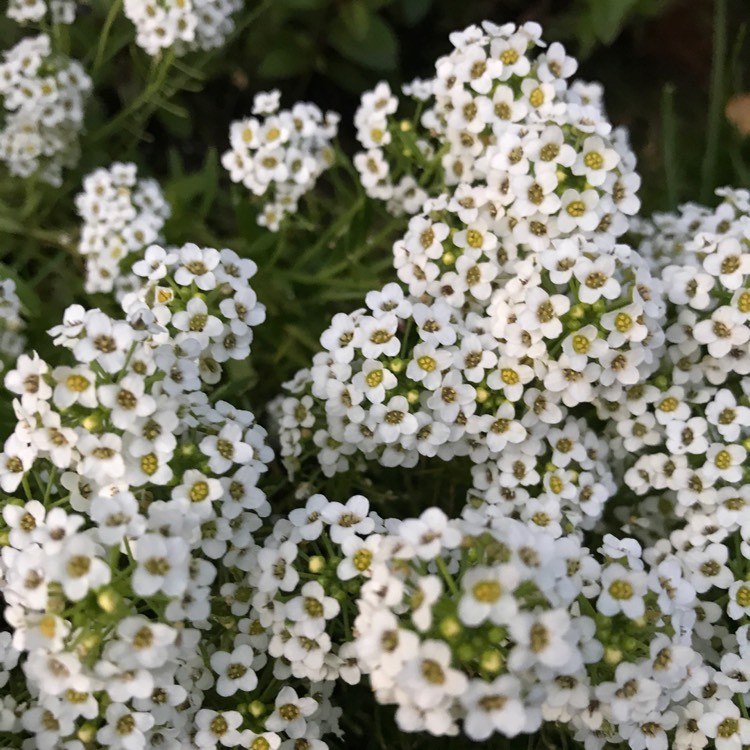 plant image 541617