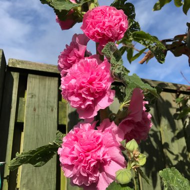 Alcea rosea 'Chater's Double Group Pink'