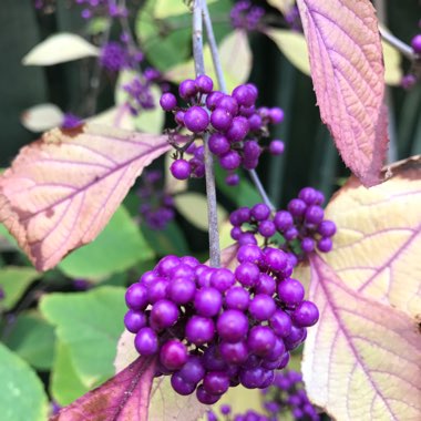 Callicarpa Bodinieri