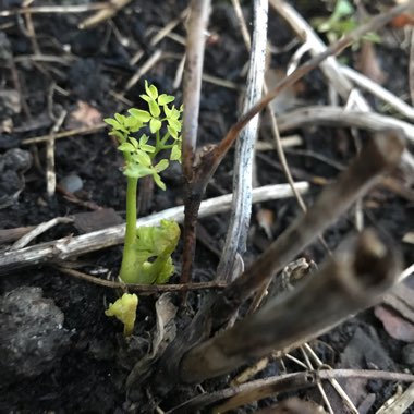 Thalictrum delavayi 'Hewitts Double'