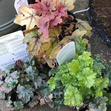 Heuchera