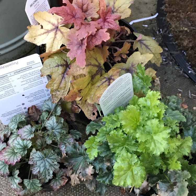 plant image 650756