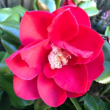 Camellia