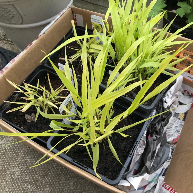 plant image 695130