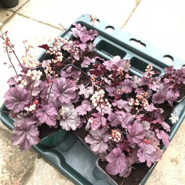 Heuchera 'Shanghai'