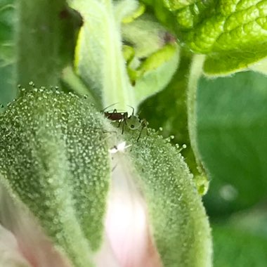Rosa rugosa 'Alba'