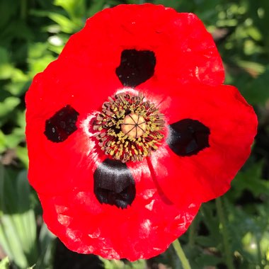 Papaver commutatum 'Ladybird'