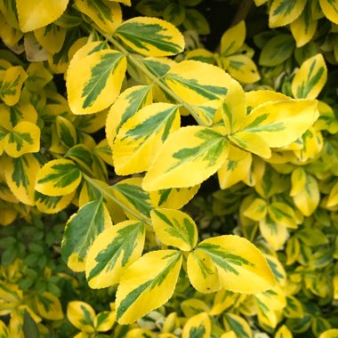 Euonymus