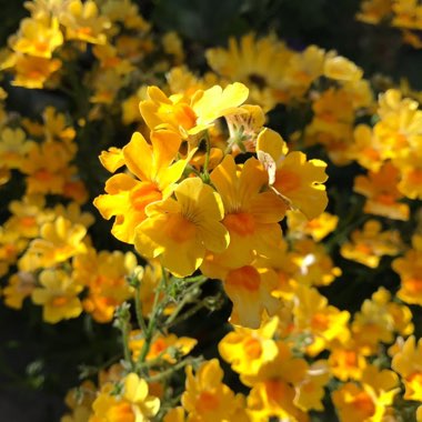 Nemesia