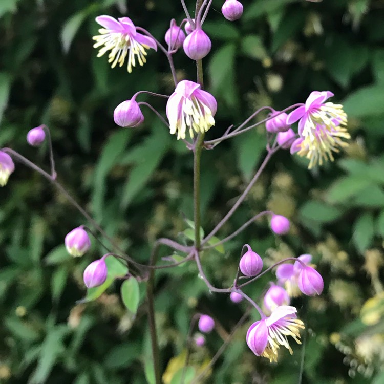 Plant image Thalictrum delavayi