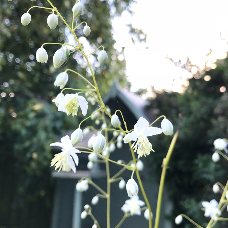 Plant image Thalictrum delavayi 'Album'