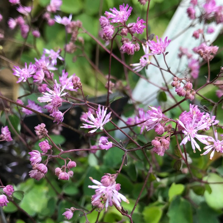 Plant image Thalictrum kiusianum