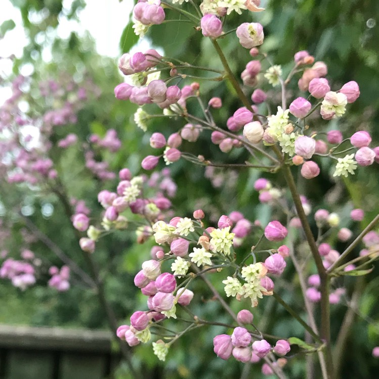 Plant image Thalictrum 'Elin'