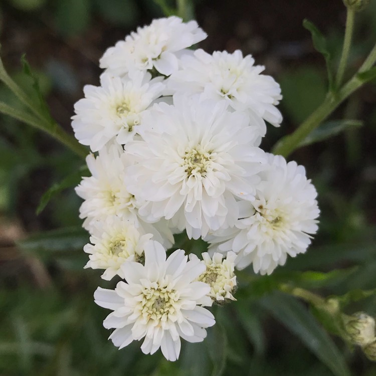 plant image 781823