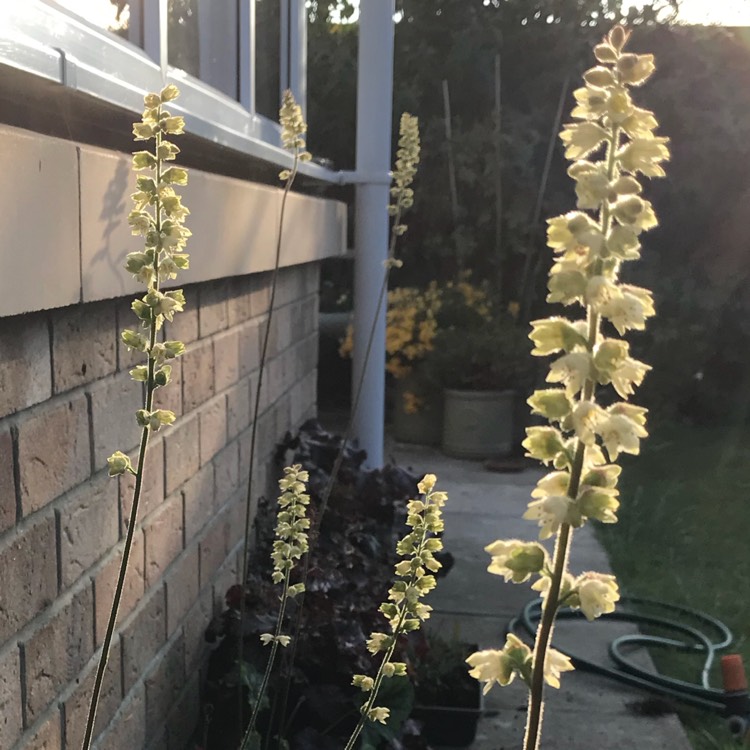 Plant image Heuchera 'Thomas'