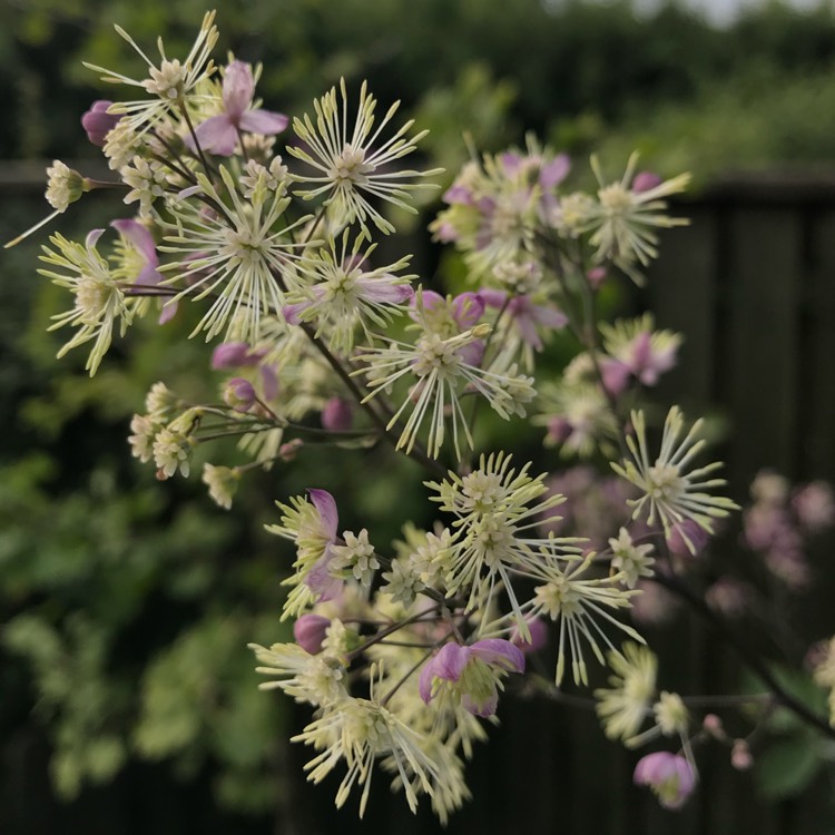 plant image 793385