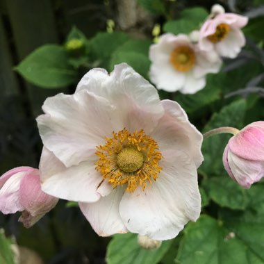Anemone hupehensis syn. Anemone scabiosa