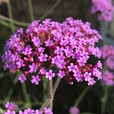 Verbena bonariensis