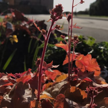 Heuchera